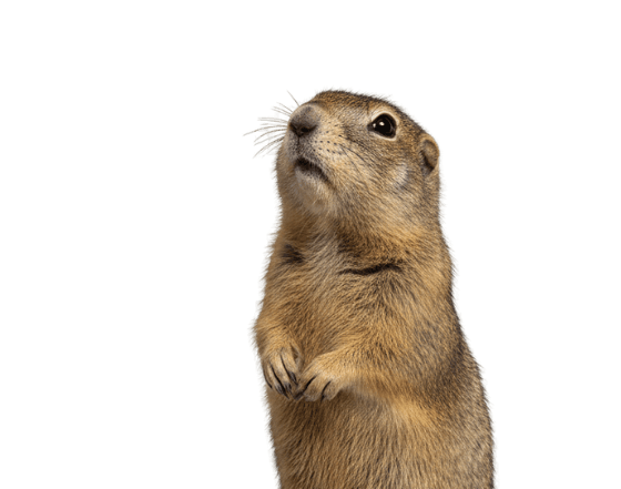 Gopher